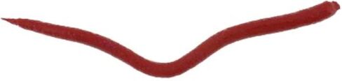 Berkley GENC6-BL Gulp Extruded Nightcrawler in Saudi Arabia