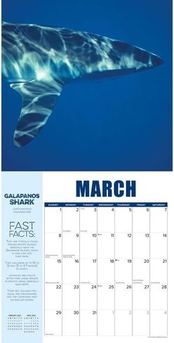 Willow Creek Press, Shark Year 2026 Wall Calendar, 12'' X 12'', 18-Month Calendar with Stapled Binding in Saudi Arabia