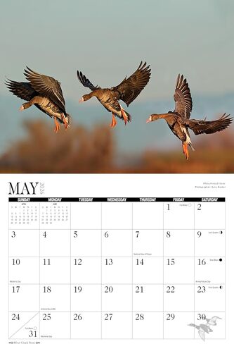 2026 تقويم حائط الطيور المائية in Kuwait