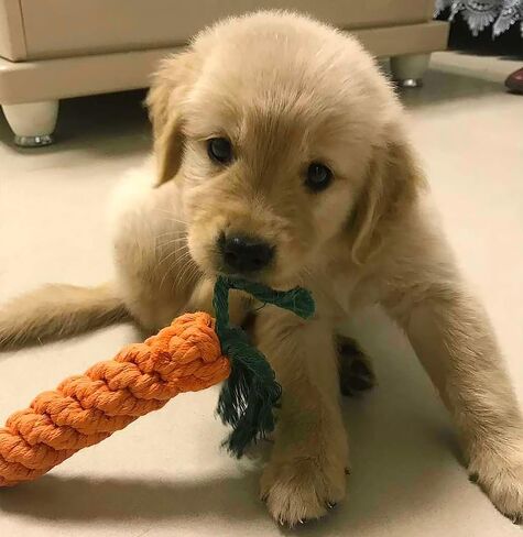 لعبة كلب كبيرة من القطيفة تصدر أصواتًا وحبل قطني، مجموعة ألعاب مضغ، لعبة محشوة على شكل فيل لطيف وجزرة تسنين، مجموعة ألعاب حبل على شكل عقدة من أجل هدية عيد ميلاد للعطلات الصغيرة والمتوسطة والكبيرة (عبوتان) in Kuwait