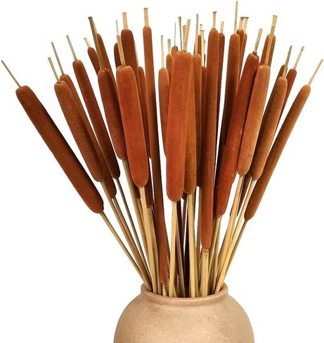 40 Pcs Dried Natural Cattails Jumbo for Rustic Floral Arrangement 17 inch, Fall Wedding Display or Lakefront Themed Center Pieces Home Decoration in Kuwait