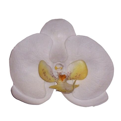 Phalaenopsis Orchid Artificial Flower Hair Clip/Pin Brooch (White) in Saudi Arabia