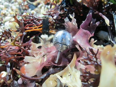 Jim Clift Design Horseshoe Crab Lapel Pin in Kuwait