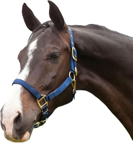 Hamilton 1-Inch Nylon Halter with Adjustable Chin, Wine - Average Size in Saudi Arabia