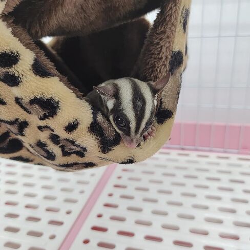 Hamster Hammock, Small Pet Cage Hammock, Warm Ferret Cage Hammock, Large Space Double Layer Spot Pattern Pet Hanging Bed, Pet Swinging Bed for Hamster Chinchilla Guinea Pig in Saudi Arabia