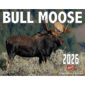 تقويم جداري 2026 Bull Moose لمدة 16 شهرًا مقاس X-Large 14x22، تقويم Wild Bull Moose من The KING Company-Monster Calendars in Kuwait