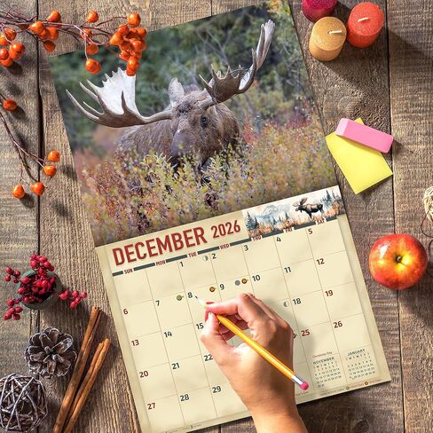 تقويم جداري 2026 Bull Moose لمدة 16 شهرًا مقاس X-Large 14x22، تقويم Wild Bull Moose من The KING Company-Monster Calendars in Kuwait