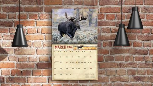تقويم جداري 2026 Bull Moose لمدة 16 شهرًا مقاس X-Large 14x22، تقويم Wild Bull Moose من The KING Company-Monster Calendars in Kuwait