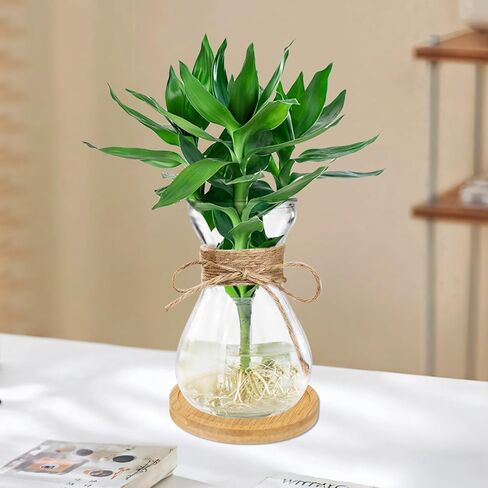 4 قطع من المزهريات الزجاجية، مزارعون مائيون شفافون للياقوتية، تصميم خصر نحيف، ديكور منزلي على الطراز البوهيمي مع حبل، قواعد خشبية in Kuwait