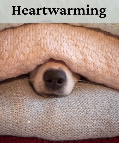 VIY Personal Card Dog memorial necklace, Dog memorial gifts, Rainbow bridge cat memorial gifts, Paw necklace, Loss of cat sympathy gift in Kuwait