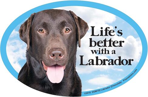 Lab Retriever (Choc) Car Magnets: Life's Better with an Lab Retriever (Choc) - Oval 6" x 4" Auto/ Truck/ Refrigerator/ Mailbox (Funny Car Decals, Dog Magnet, Lab Retriever (Choc) in Kuwait