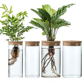 Propagation Vases for Plants, Set of 2(1 Large & 1 Small) Glass Plant Propagation Stations, Plant Propagation Jars for Home Office Windowsill Tabletop Decoration (2) in Saudi Arabia