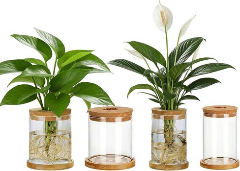 4 مجموعات من محطات تكاثر النباتات الزجاجية للنباتات - 2 كبيرة و2 صغيرة لقطع النباتات، مزهريات مائية مع غطاء وحامل من الخيزران، مزهريات تكاثر سطح المكتب لغرفة المعيشة وغرفة النوم والمكتب in Kuwait