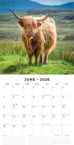 Red Robin 2026 Highland Cows Monthly Wall Calendar | 12" x 24" Open | Premium Thick & Sturdy Paper | Hangable 12 Month Calendar | Lined Notes & To Do Area | Vivid Images | Plastic Free in Saudi Arabia