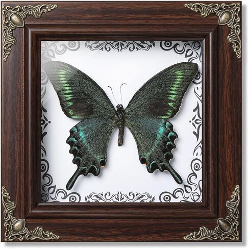 فراشة Papilio maackii المحفوظة مؤطرة - 6.8x6.8 بوصة صندوق ظلال عينات الحشرات مصنوع يدويًا، غابة خضراء الملكة الفراشة القوطية ديكور المنزل لعيد الميلاد والهالوين هدايا عيد الميلاد in Kuwait
