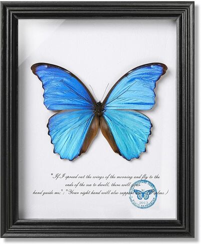 فراشة Papilio maackii المحفوظة مؤطرة - 6.8x6.8 بوصة صندوق ظلال عينات الحشرات مصنوع يدويًا، غابة خضراء الملكة الفراشة القوطية ديكور المنزل لعيد الميلاد والهالوين هدايا عيد الميلاد in Kuwait
