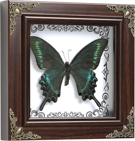 فراشة Papilio maackii المحفوظة مؤطرة - 6.8x6.8 بوصة صندوق ظلال عينات الحشرات مصنوع يدويًا، غابة خضراء الملكة الفراشة القوطية ديكور المنزل لعيد الميلاد والهالوين هدايا عيد الميلاد in Kuwait