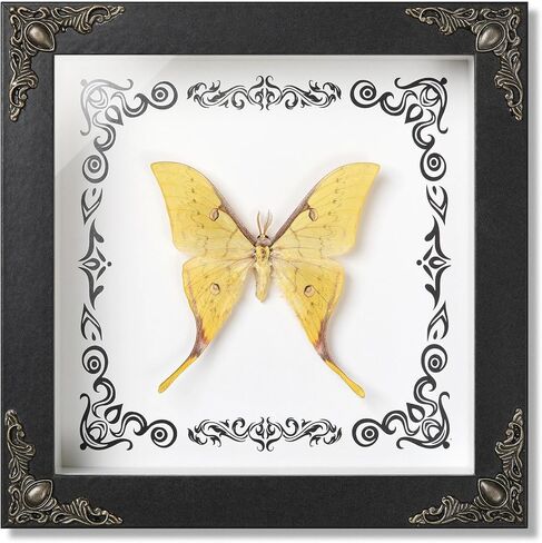 Real Papilio maackii Butterfly Preserved Framed - 6.8x6.8 Inch Handcrafted Insect Specimen Shadow Box, Forest Green Queen Butterfly Gothic Home Decor for Christmas Halloween Birthday Gifts in Saudi Arabia