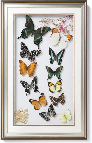 فراشة Papilio maackii المحفوظة مؤطرة - 6.8x6.8 بوصة صندوق ظلال عينات الحشرات مصنوع يدويًا، غابة خضراء الملكة الفراشة القوطية ديكور المنزل لعيد الميلاد والهالوين هدايا عيد الميلاد in Kuwait