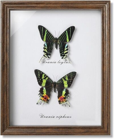 فراشة Papilio maackii المحفوظة مؤطرة - 6.8x6.8 بوصة صندوق ظلال عينات الحشرات مصنوع يدويًا، غابة خضراء الملكة الفراشة القوطية ديكور المنزل لعيد الميلاد والهالوين هدايا عيد الميلاد in Kuwait