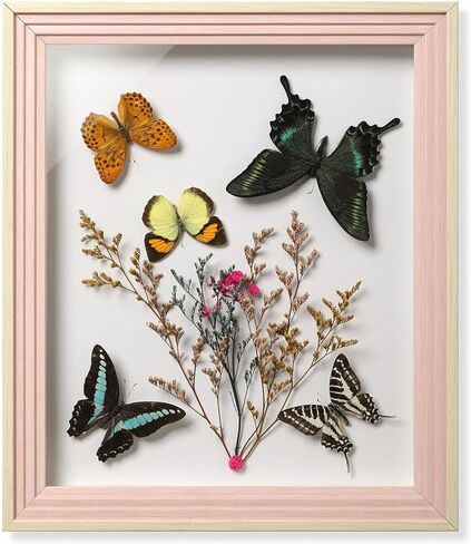 فراشة Papilio maackii المحفوظة مؤطرة - 6.8x6.8 بوصة صندوق ظلال عينات الحشرات مصنوع يدويًا، غابة خضراء الملكة الفراشة القوطية ديكور المنزل لعيد الميلاد والهالوين هدايا عيد الميلاد in Kuwait