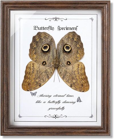 فراشة Papilio maackii المحفوظة مؤطرة - 6.8x6.8 بوصة صندوق ظلال عينات الحشرات مصنوع يدويًا، غابة خضراء الملكة الفراشة القوطية ديكور المنزل لعيد الميلاد والهالوين هدايا عيد الميلاد in Kuwait