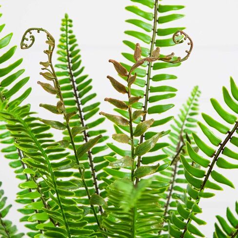 Nearly Natural 3ft UV Resistant Artificial Boston Fern Potted Plant Real Touch Leaves Indoor Outdoor in Saudi Arabia