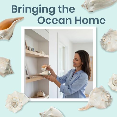 Conch Shell Decor - Seashell Decor - 7-8" Large Atlantic Whelk Sea Shell - Shells for Decoration - Large Seashells for Crafts - Magic Conch Shell in Kuwait