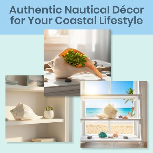 Conch Shell Decor - Seashell Decor - 7-8" Large Atlantic Whelk Sea Shell - Shells for Decoration - Large Seashells for Crafts - Magic Conch Shell in Kuwait