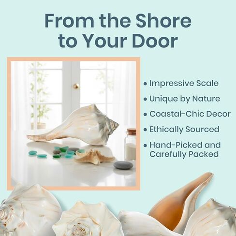 Conch Shell Decor - Seashell Decor - 7-8" Large Atlantic Whelk Sea Shell - Shells for Decoration - Large Seashells for Crafts - Magic Conch Shell in Kuwait