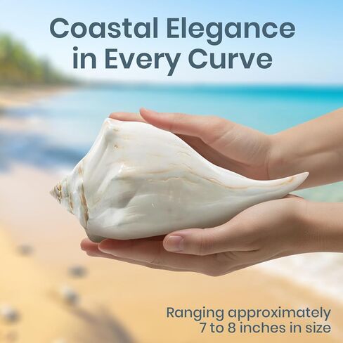 Conch Shell Decor - Seashell Decor - 7-8" Large Atlantic Whelk Sea Shell - Shells for Decoration - Large Seashells for Crafts - Magic Conch Shell in Kuwait