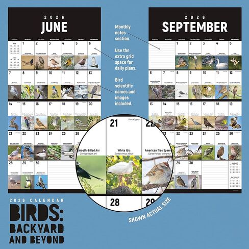 TF Publishing 2026 Birds: Backyard and Beyond Wall Calendar - Large Grids for Appointments and Scheduling - Vertical Monthly Wall Calendar 2026 w/Matte Paper for Home & Office Organization - 12x12in in Kuwait