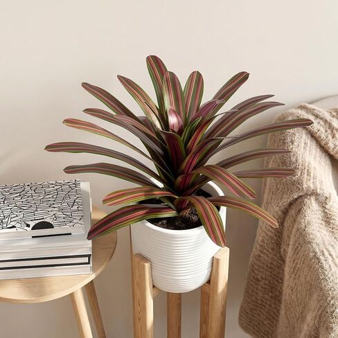 Agave Plant Artificial 23.6" Faux Agave Plant Indoor Outdoor Fake Agave 33 Leaves with Striped Texture Realistic Greenery for Porch Patio Home Decor 2 Pack Without Pot(Purple Green) in Saudi Arabia