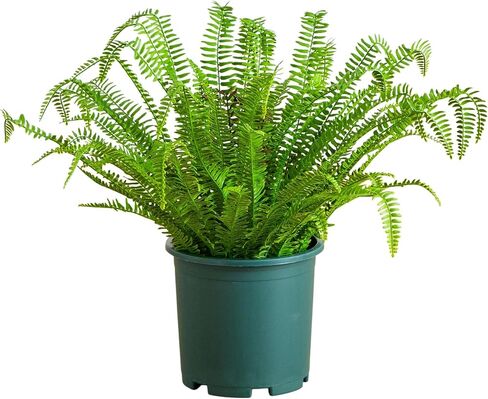 Nearly Natural 27in. UV Resistant Artificial Boston Fern Plant with Real Touch Leaves (Indoor/Outdoor) in Saudi Arabia