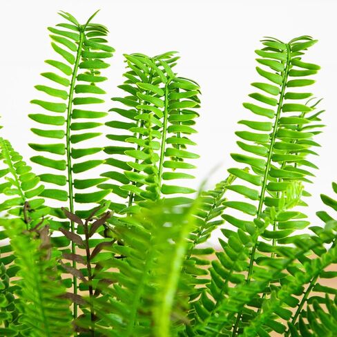 Nearly Natural 27in. UV Resistant Artificial Boston Fern Plant with Real Touch Leaves (Indoor/Outdoor) in Saudi Arabia