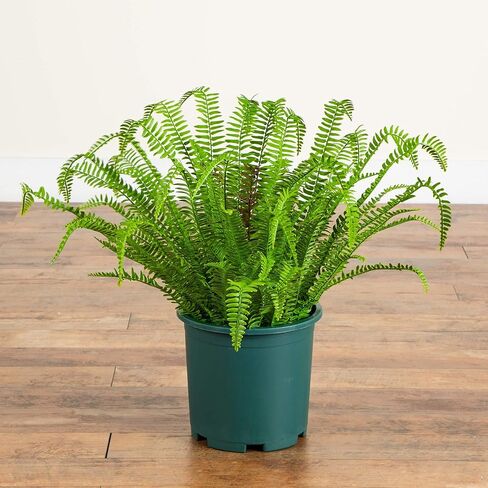 Nearly Natural 27in. UV Resistant Artificial Boston Fern Plant with Real Touch Leaves (Indoor/Outdoor) in Saudi Arabia