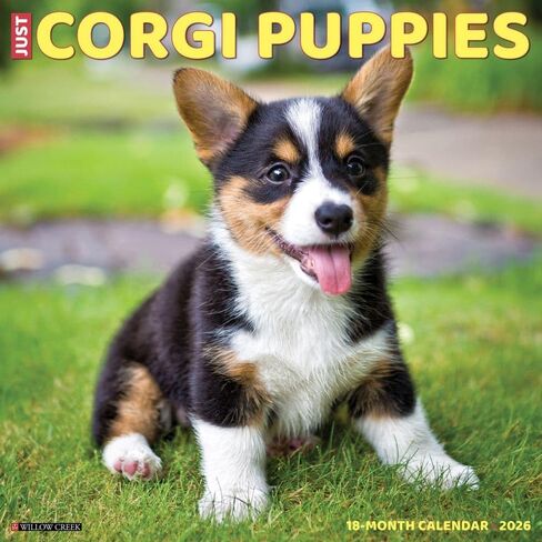 Willow Creek Press, Just Corgi Puppies 2026 Wall Calendar, 12'' X 12'', 18-Month Calendar with Stapled Binding in Saudi Arabia
