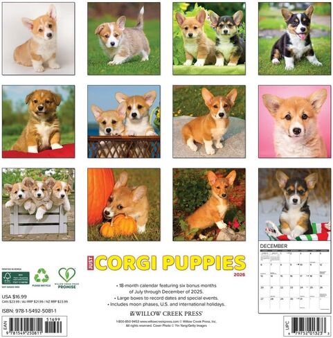 Willow Creek Press, Just Corgi Puppies 2026 Wall Calendar, 12'' X 12'', 18-Month Calendar with Stapled Binding in Saudi Arabia