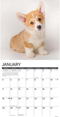Willow Creek Press, Just Corgi Puppies 2026 Wall Calendar, 12'' X 12'', 18-Month Calendar with Stapled Binding in Saudi Arabia