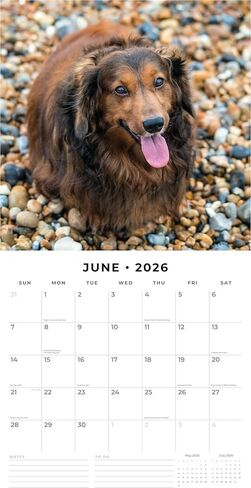 ريد روبن 2026 تقويم الحائط الشهري للكلاب الألمانية ذات الشعر الطويل | 12 بوصة × 24 بوصة مفتوح | ورق سميك وقوي ممتاز | تقويم قابل للتعليق لمدة 12 شهرًا | ملاحظات مسطرة ومنطقة المهام | صور حية | خالية من البلاستيك in Saudi Arabia