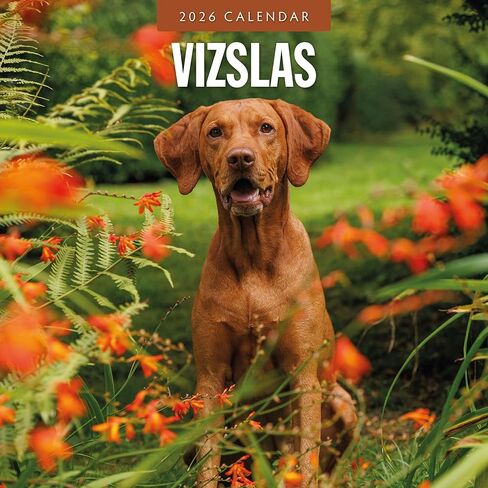 تقويم جداري شهري من ريد روبن 2026 Vizslas | 12 بوصة × 24 بوصة مفتوح | ورق سميك وقوي ممتاز | تقويم قابل للتعليق لمدة 12 شهرًا | ملاحظات مسطرة ومنطقة المهام | صور حية | خالية من البلاستيك in Saudi Arabia