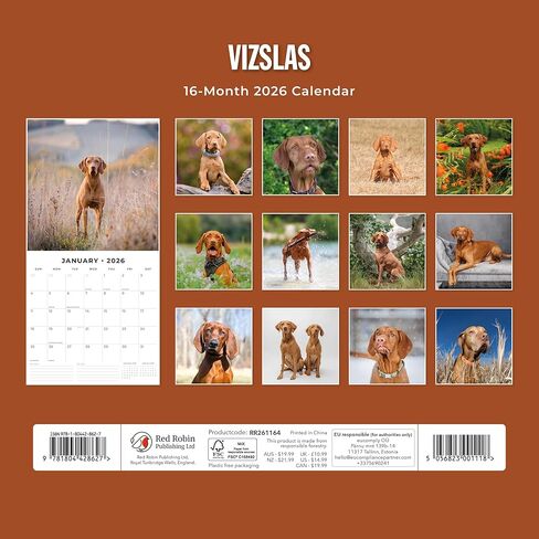 تقويم جداري شهري من ريد روبن 2026 Vizslas | 12 بوصة × 24 بوصة مفتوح | ورق سميك وقوي ممتاز | تقويم قابل للتعليق لمدة 12 شهرًا | ملاحظات مسطرة ومنطقة المهام | صور حية | خالية من البلاستيك in Saudi Arabia
