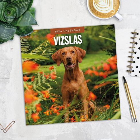 تقويم جداري شهري من ريد روبن 2026 Vizslas | 12 بوصة × 24 بوصة مفتوح | ورق سميك وقوي ممتاز | تقويم قابل للتعليق لمدة 12 شهرًا | ملاحظات مسطرة ومنطقة المهام | صور حية | خالية من البلاستيك in Saudi Arabia