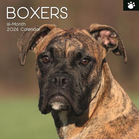 The Gifted Stationery 16-Month Square 2026 Wall Calendar - Boxer Dog Artwork & Calendar with Stickers - Large Grid Layout & 2026 Wall Planner - 12 x 12 in in Saudi Arabia