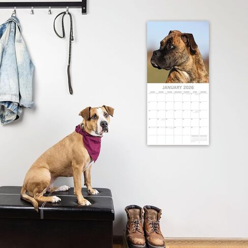 The Gifted Stationery 16-Month Square 2026 Wall Calendar - Boxer Dog Artwork & Calendar with Stickers - Large Grid Layout & 2026 Wall Planner - 12 x 12 in in Saudi Arabia