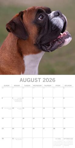 The Gifted Stationery 16-Month Square 2026 Wall Calendar - Boxer Dog Artwork & Calendar with Stickers - Large Grid Layout & 2026 Wall Planner - 12 x 12 in in Saudi Arabia