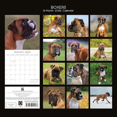 The Gifted Stationery 16-Month Square 2026 Wall Calendar - Boxer Dog Artwork & Calendar with Stickers - Large Grid Layout & 2026 Wall Planner - 12 x 12 in in Saudi Arabia