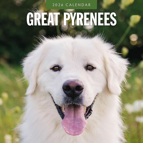 Red Robin 2026 Great Pyrenees Monthly Wall Calendar | 12" x 24" Open | Premium Thick & Sturdy Paper | Hangable 12 Month Calendar | Lined Notes & To Do Area | Vivid Images | Plastic Free in Saudi Arabia