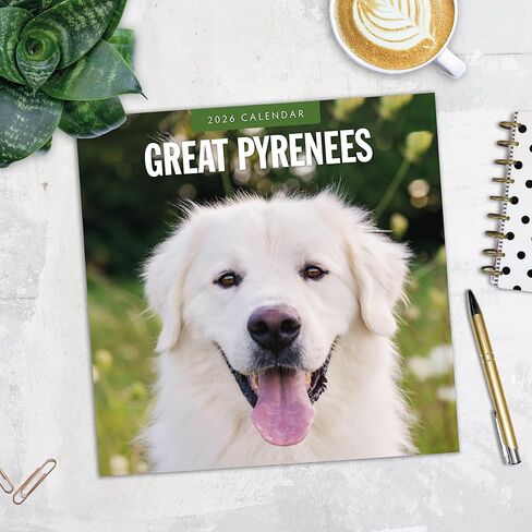 Red Robin 2026 Great Pyrenees Monthly Wall Calendar | 12" x 24" Open | Premium Thick & Sturdy Paper | Hangable 12 Month Calendar | Lined Notes & To Do Area | Vivid Images | Plastic Free in Saudi Arabia