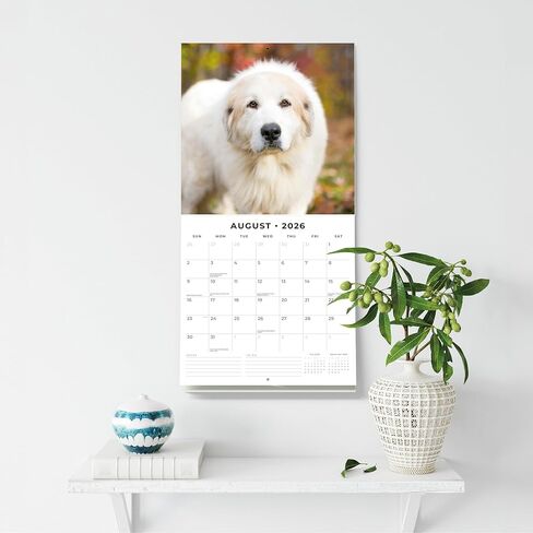 Red Robin 2026 Great Pyrenees Monthly Wall Calendar | 12" x 24" Open | Premium Thick & Sturdy Paper | Hangable 12 Month Calendar | Lined Notes & To Do Area | Vivid Images | Plastic Free in Saudi Arabia